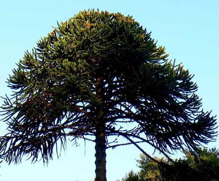 araucaria_2a_2.JPG