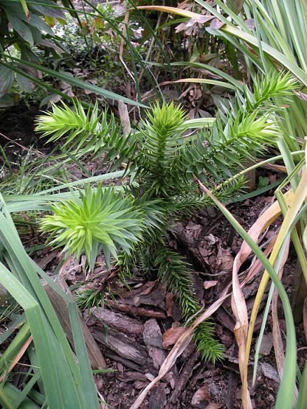 araucaria 3.jpg