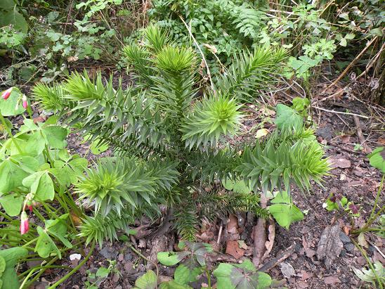 araucaria5.jpg