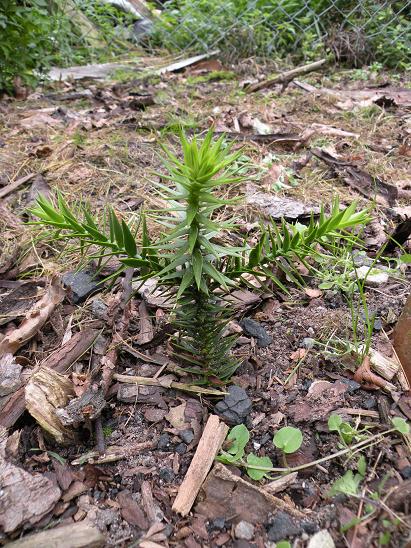 araucaria 6.jpg