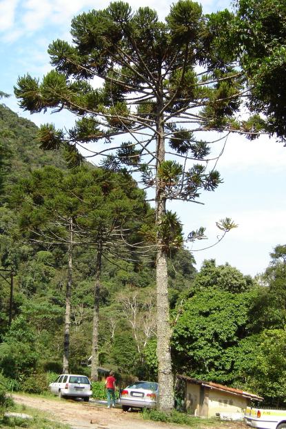 Araucaria_angustifolia.jpg