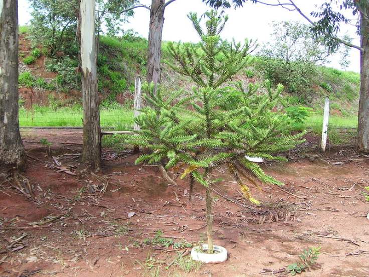 800px-Araucaria_angustifolia2[1].jpg