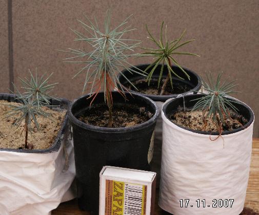 PICT2187a.JPG