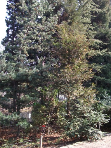 Sequoia sempervirens 01_1.jpg