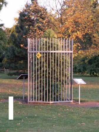 0 a (36) WOLLEMIA.JPG