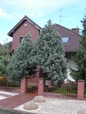 cyprysy arizonica glabra szczecin.JPG