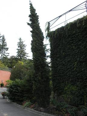 cyprys wieczniezielony stricta berlin.JPG