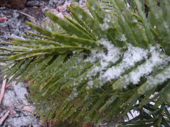 wollemia lisc 11.03.2009.jpg