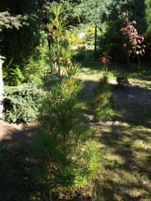 Sciadopitys verticillata 2010 (300 x 400).jpg