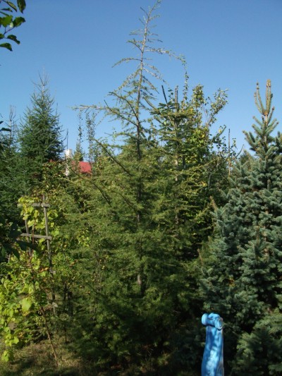 Cedrus libanii 1_ 2010  (400 x 533).jpg