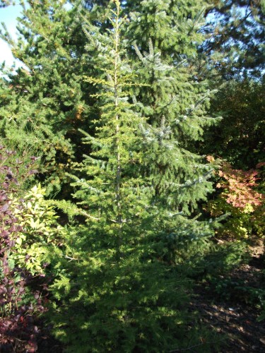 Cedrus libanii 2_2010  (375 x 500).jpg