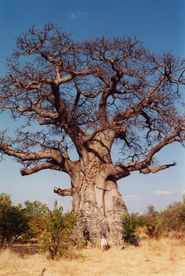 baobab.jpg