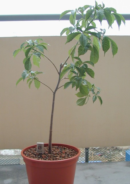 Baobab.JPG