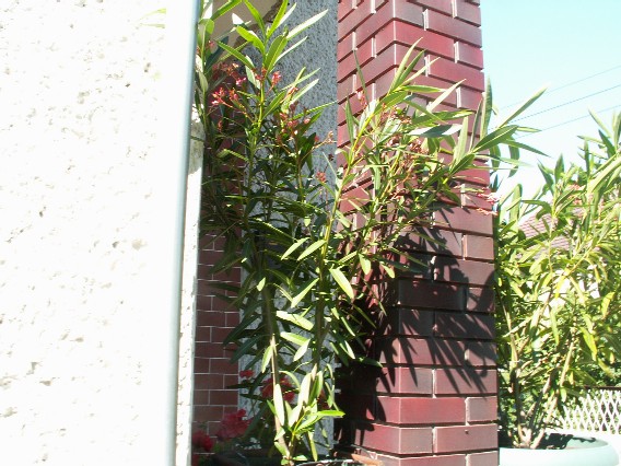 Pict0940.jpg