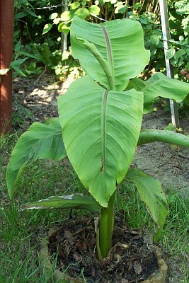 bananowiec206.jpg