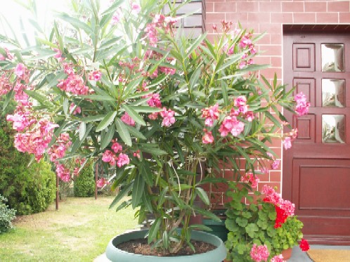 Pict1030.jpg