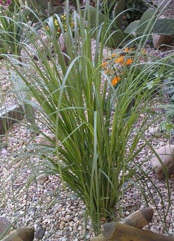 pampas grass.jpg