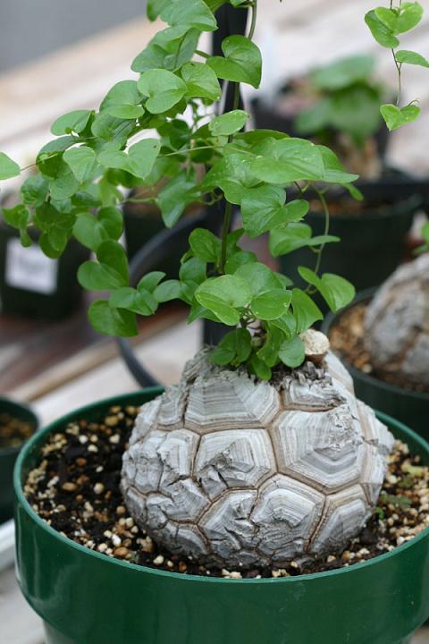 dioscorea-elephantipes.jpg