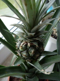 ananas.jpg