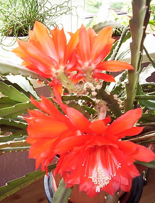 epiphyllum.jpg