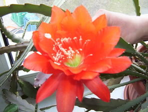 epiphyllum1.jpg