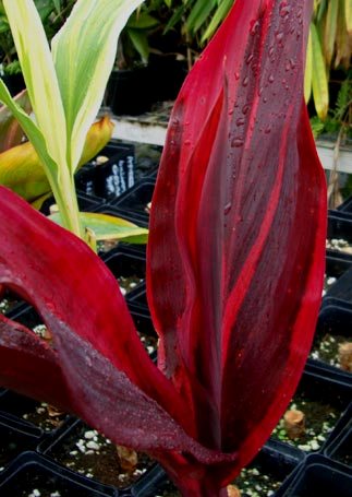 Cordyline_Red2.jpg