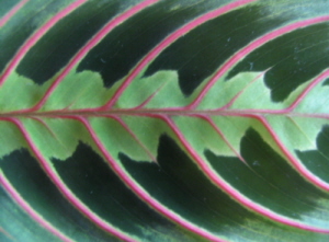 maranta li