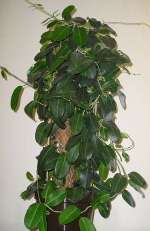 stephanotis1.jpg