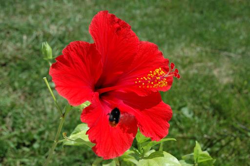 Hibiskus1.JPG