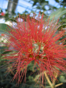 callistemon.jpg