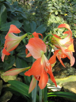 hippeastrum.jpg