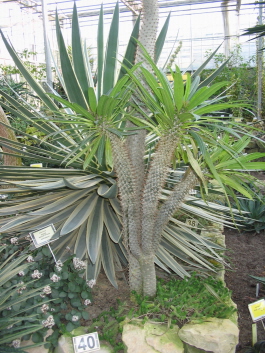 pachypodium.jpg