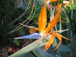 Strelitzia.jpg