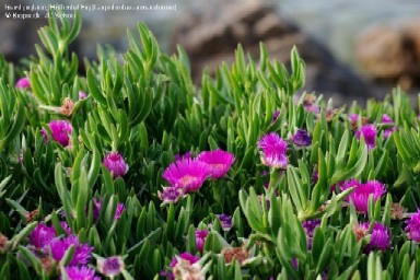 JCS%20Carpobrotus%20acinaciformis%2042421.jpg