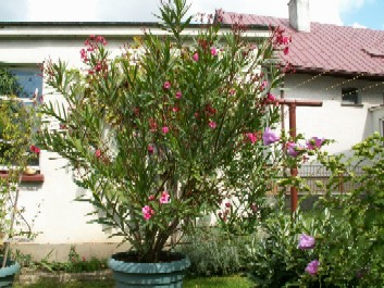 Pict0023.jpg