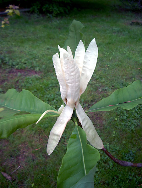 magnolia parasolowata.jpg