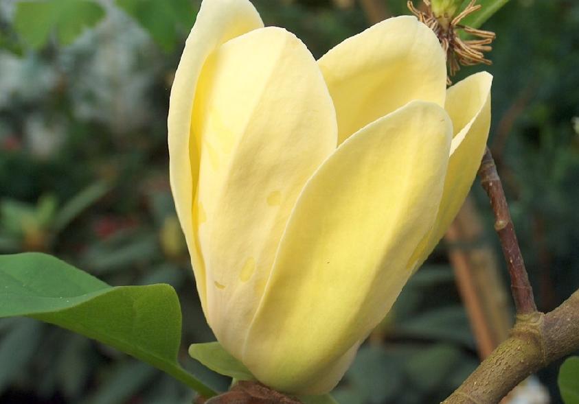 Magnolia Yellow Bird.jpg