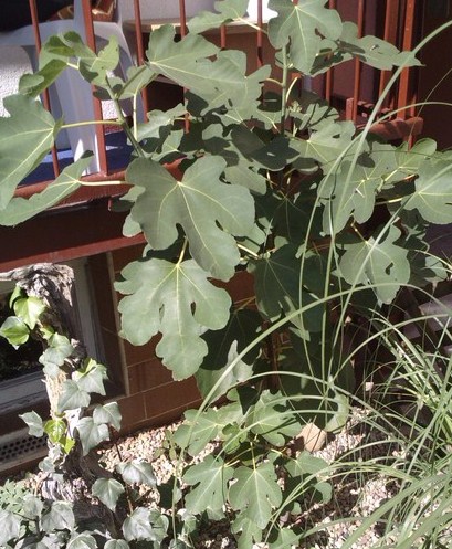 ficus carica-bauern.jpg