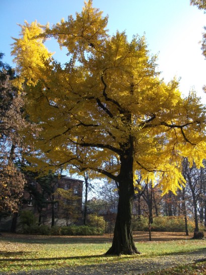 Ginkgo biloba 