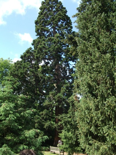 Sequoiadendron giganteum w Kew Gardens.jpg