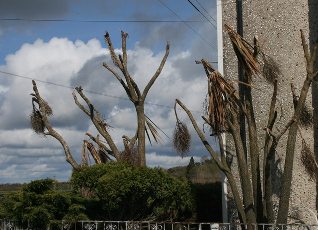 50 years old cordyline death in Ireland.jpg