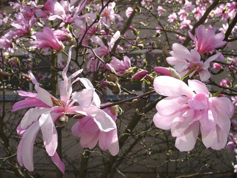 kwiatymagnolii.jpg