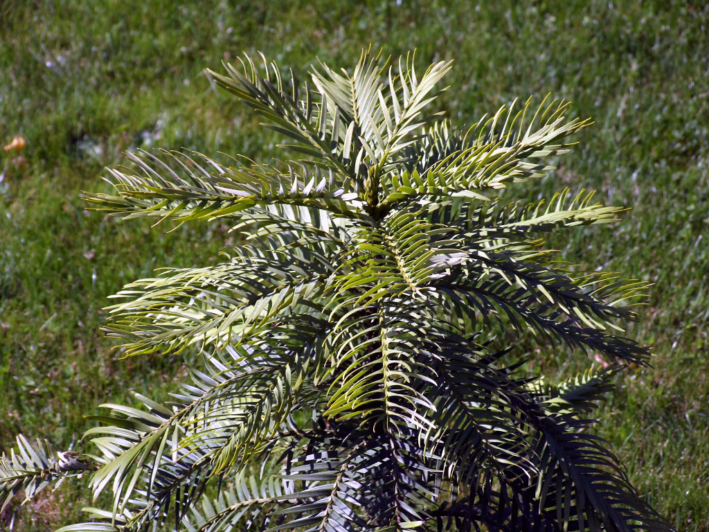 wollemianobilis.jpg