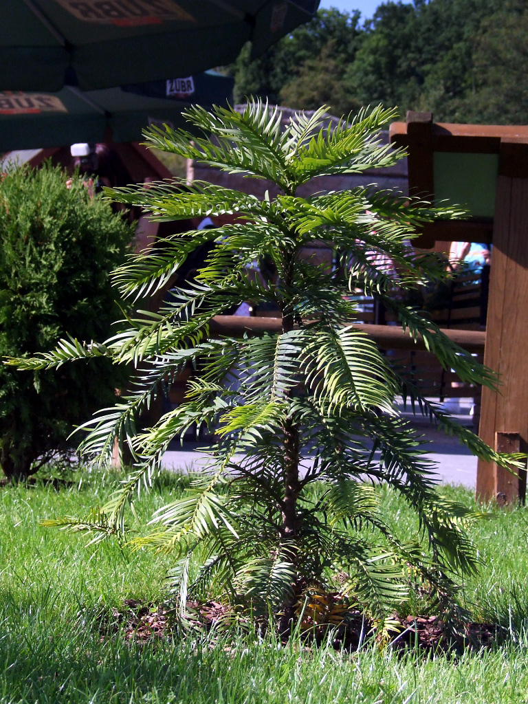 wollemianobilis1.jpg