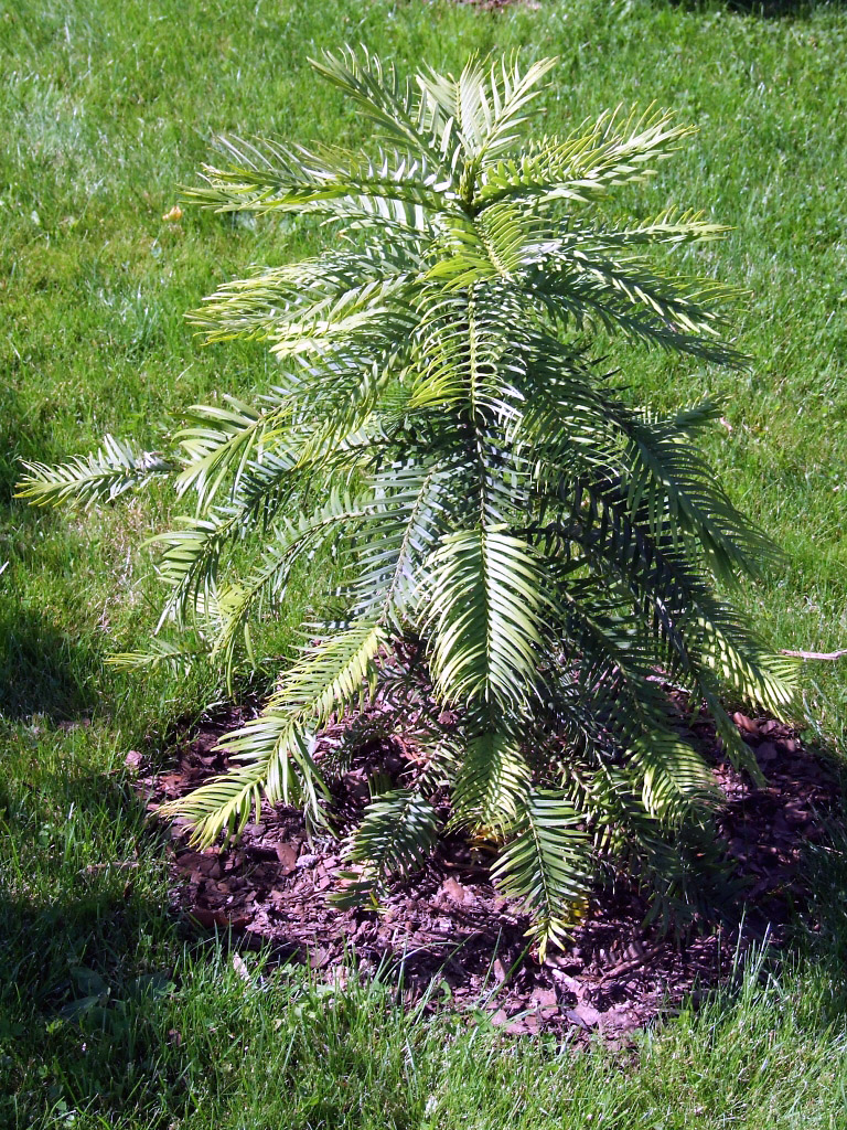 wollemianobilis2.jpg