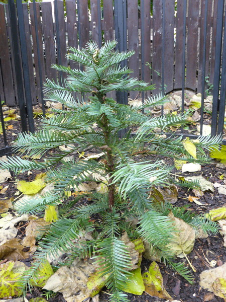 wollemianobilis4.jpg