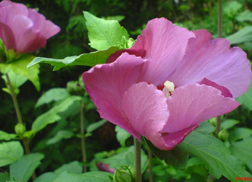 hibiskus.jpg