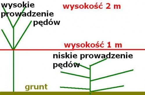 schematnp.JPG