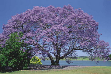 jacaranda_.jpg