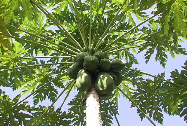 panama_papaya.jpg